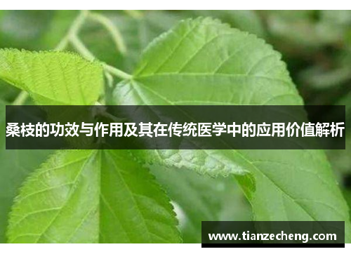 桑枝的功效与作用及其在传统医学中的应用价值解析