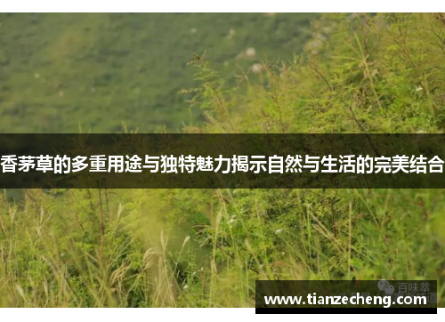 香茅草的多重用途与独特魅力揭示自然与生活的完美结合