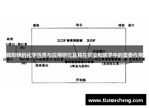 硫酸镁的化学性质与应用研究及其在农业和医学中的重要作用