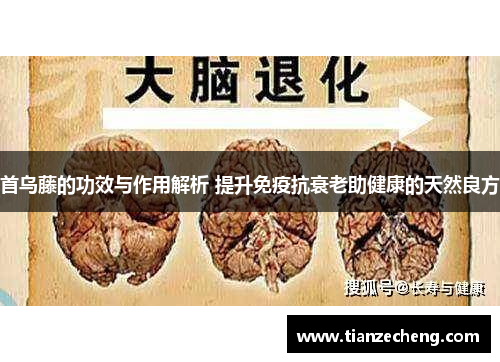 首乌藤的功效与作用解析 提升免疫抗衰老助健康的天然良方
